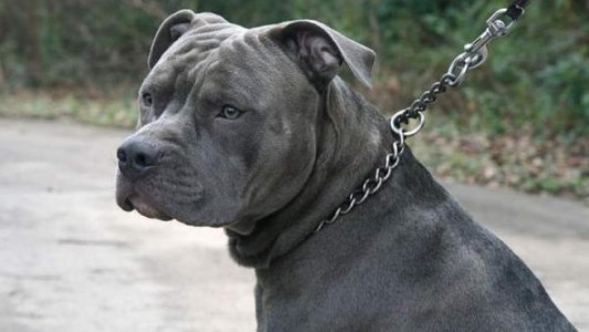 Berisso: un pitbull mató a otro perro, causó destrozos en una casa y fue baleado por la policía