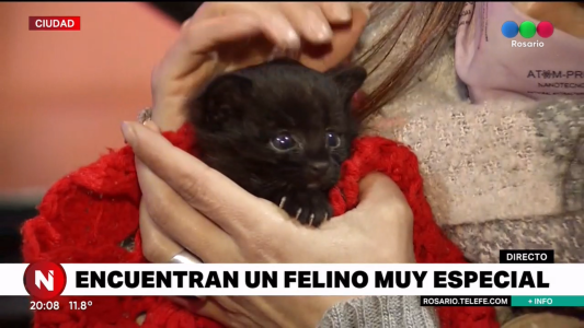 Rescataron a un cachorro de gato montés y un carpincho bebé de domicilios particulares