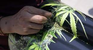 La Corte Suprema de México despenaliza el uso recreativo de la marihuana