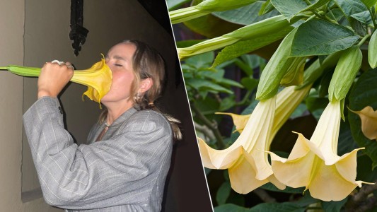 "Muy delicioso": tiktoker olió una flor en la calle y luego comenzó a sentirse mal porque era muy venenosa