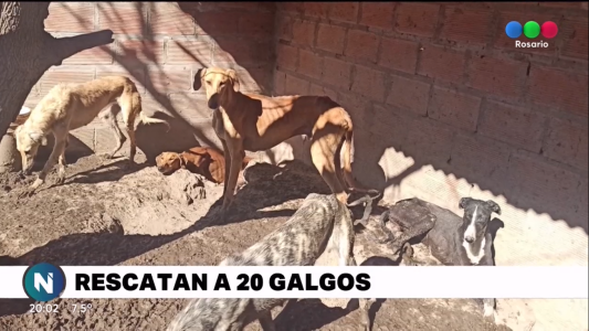 Rescataron más de 20 galgos en condiciones deplorables