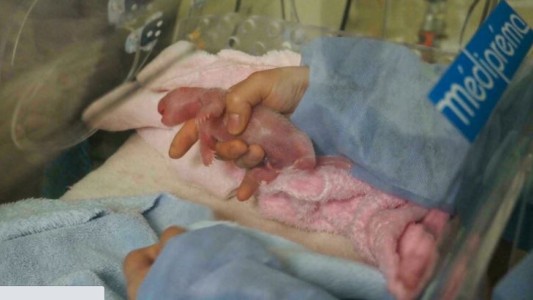 Nacieron dos pandas gemelos en un zoológico de Francia