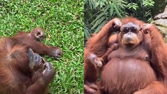 Furor por un orangután que se prueba unos lentes de sol y modela