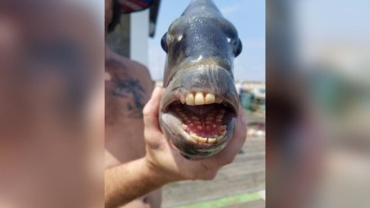 Capturaron misterioso pez con dientes "humanos"