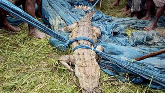 Atraparon un cocodrilo: más tarde descubrieron que es de una especie que se creía extinta