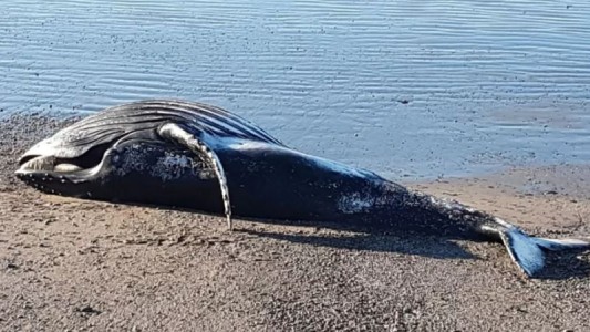 "Peligro biológico": Una ballena jorobada murió en Chubut y piden que nadie se acerque