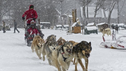 "A los perros no los adiestramos, correr está en su instinto": turismo con trineos en Ushuaia