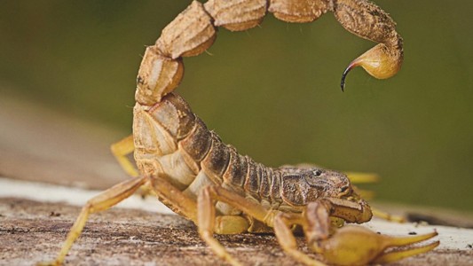 Con inteligencia artificial crean una alarma que detecta escorpiones y evita su picadura