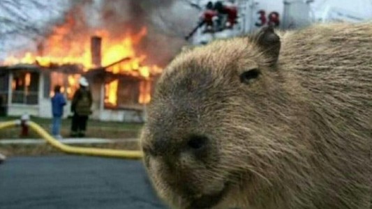 Explotan los memes de carpinchos en las redes: acá los mejores