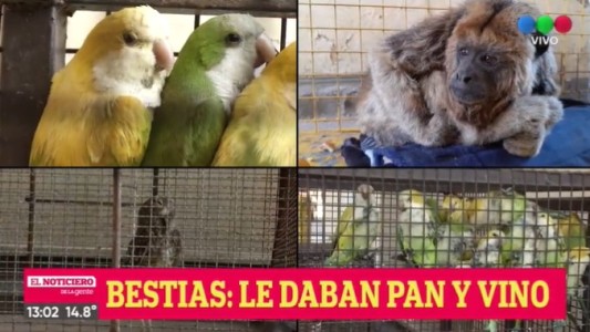 Desde la Policía Ecológica rescatan animales salvajes