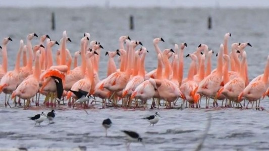 Aprueban proyecto para la creación del Parque Nacional Ansenuza en Córdoba