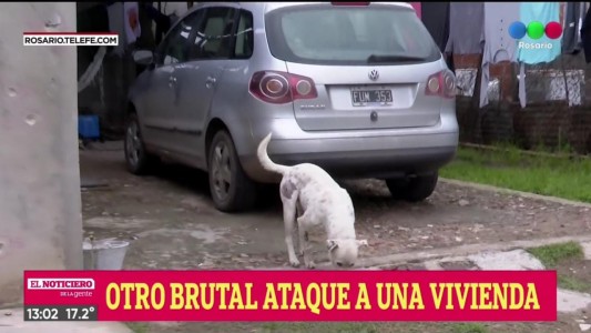 Le balearon hasta el perro