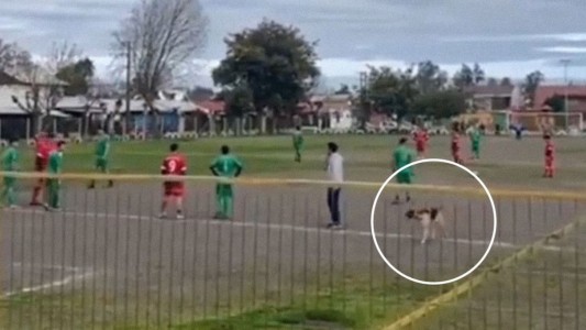 Un perro invade un campo de fútbol en pleno partido y anota un golazo