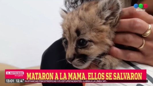 Rescataron a dos pequeños pumas que sobrevivían sin su mamá