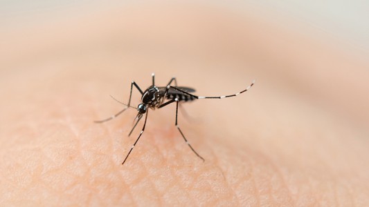 Investigadores del Conicet descubren mecanismo clave de los virus de dengue y zika