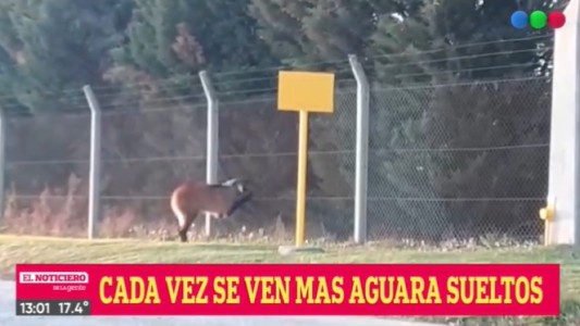 Funes en alerta por la presencia de un aguará guazú
