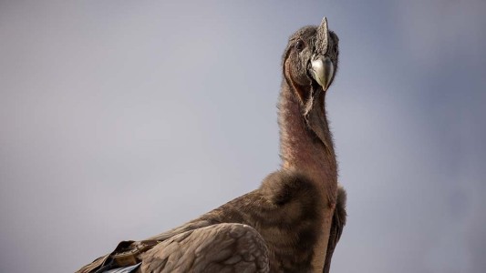 Liberaron con éxito a siete crías de cóndores, la suelta más grande realizada en Argentina