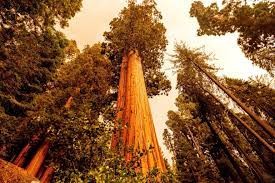 Bomberos luchan para proteger de las llamas a las inmensas secuoyas en California