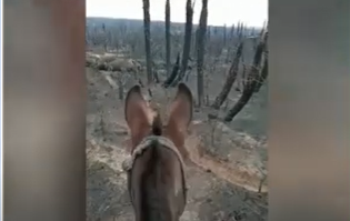 Incendio en el norte cordobés: decenas de animales mueren carbonizados