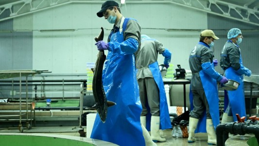 US$ 20.000 por kilo: los peces con huevos de oro