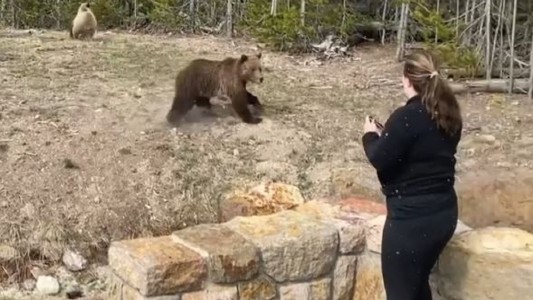 Multa y pena de prisión efectiva para una mujer por acercarse a una osa para sacar una foto
