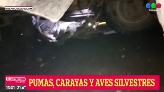 Rescataron a una puma del fondo de un galpón en Acebal