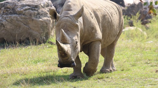 Murió "Nonno Toby", el rinoceronte blanco más viejo del mundo, y será embalsamado