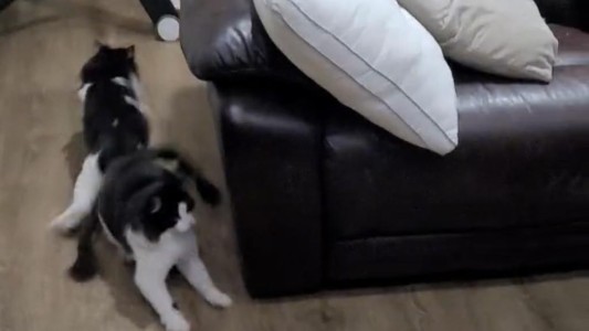 Video: La divertida reacción de dos gatos al ver a su dueña disfrazada de uno