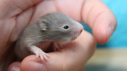 Torturó a un hámster hasta matarlo: enfrenta una pena de hasta 25 años de cárcel
