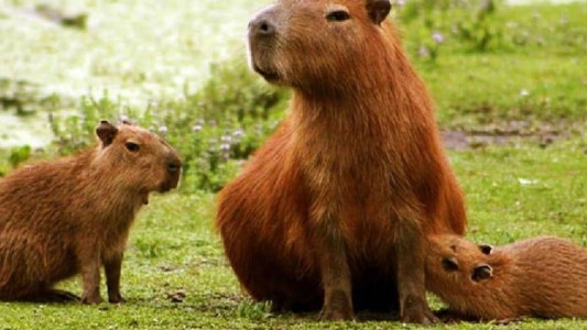 Echaron a un funcionario de Corrientes que autorizó la caza de 200 carpinchos