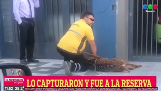 Sorpresa: encontraron un ciervo en la ciudad de Santa Fe