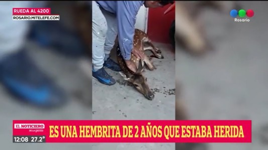 Sorpresa: apareció otro bambi en Rueda al 4200