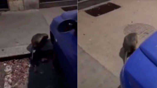 Video: la enorme rata que camina por Nueva York y se hizo viral