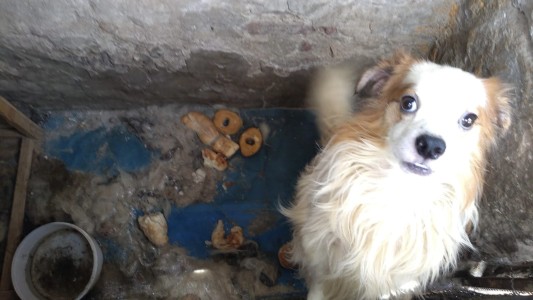 El Municipio salvó a cuatro perros en condiciones deplorables