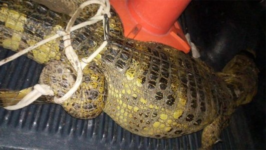 Sorpresiva "visita": salió al patio de su casa y encontró un yacaré enorme