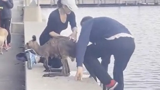Video impactante: un hombre rescató a un encantador canguro de morir ahogado en un lago