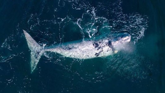 Con nueva cría, regresó a la Península de Valdés la ballena cuyo parto fue el primero en ser filmado