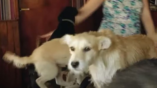 El gran refugio para perros