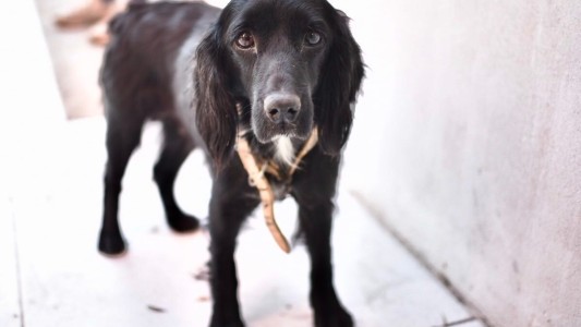 Recomendaciones para evitar los golpes de calor en animales de compañía