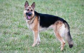 De no creer: un peluquero canino deberá pagarle $ 100 mil al dueño de un perro que lo llevó a bañar y lo encontró muerto