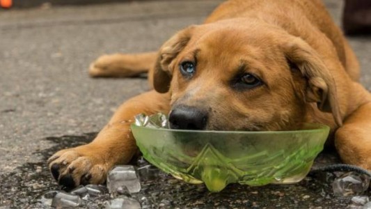 El cuidado de las mascotas: medidas de prevención para evitar golpes de calor