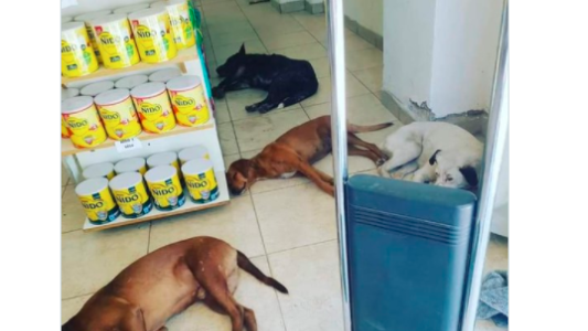 Una farmacia de Santiago del Estero le dio refugio para el calor a los perros callejeros