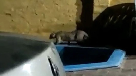 Vecinos en alerta en Longchamps: un puma fue filmado mientras paseaba por el patio de una casa