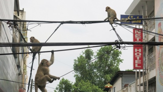 Una manada de monos se robó un bebé de 2 meses y lo ahogó en un tanque de agua