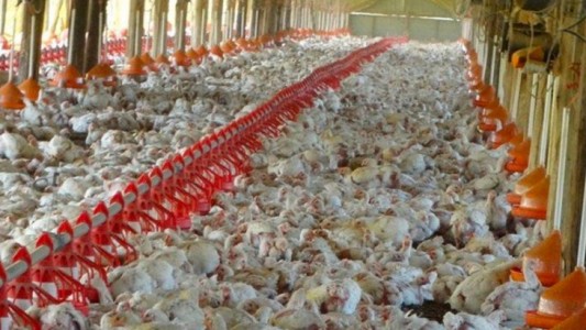 Murieron unas 400.000 gallinas en tres días por la ola de calor en Uruguay