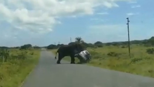 Tensión en Sudáfrica: un elefante enfurecido volcó un auto con una pareja y dos niños