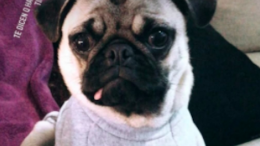 Desvalijaron una casa y se llevaron la mascota que buscan con desesperación