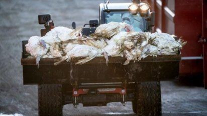 Criadores italianos sacrifican 18 millones de aves de corral por gripe aviar
