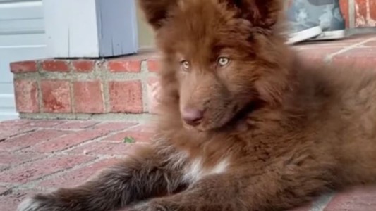 Perros clonados, la nueva tendencia de los influencers - #TFN