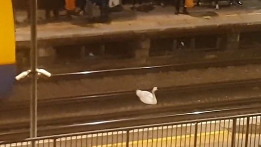 Un cisne en las vías del tren de Londres paralizó el servicio durante dos horas